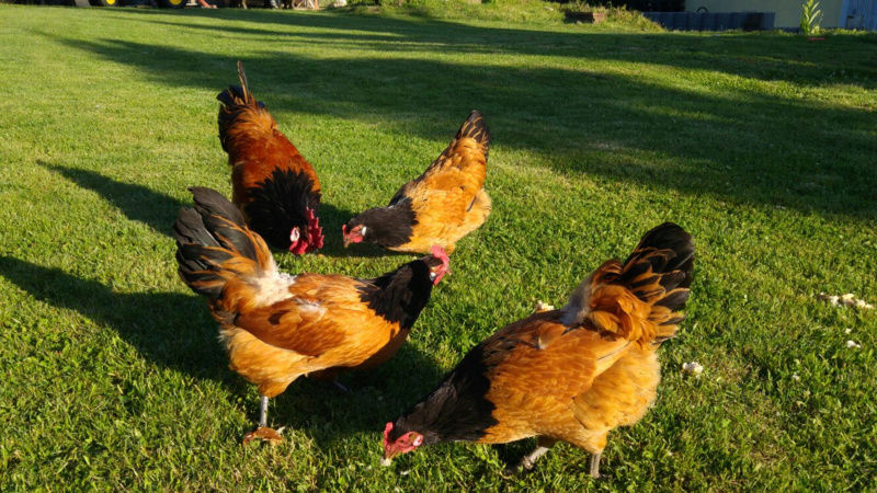 Poules et coqs vorwerk nains
